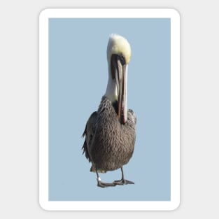 Shy Pelican Sticker